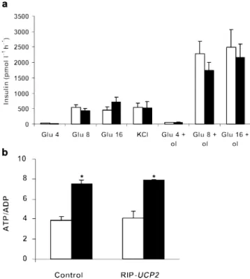 Fig. 2 An increase in UCP2 protein concentration in pancreatic beta cells does not affect glucose tolerance