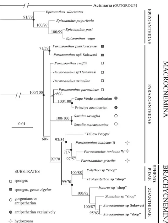 Fig. 3 Bayesian tree of the concatenated mitochondrial 12S and 16S rRNA genes. The Actiniaria used as outgroup is Metridium senile