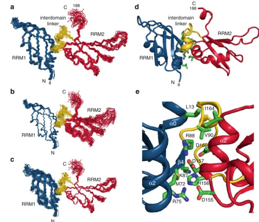 Fig. 4 NMR solution structure of hnRNP A1 RRM12 a–c NMR ensemble. Overlay of the 20 final structures with RRM1 in blue, RRM2 in red, and the interdomain linker in yellow