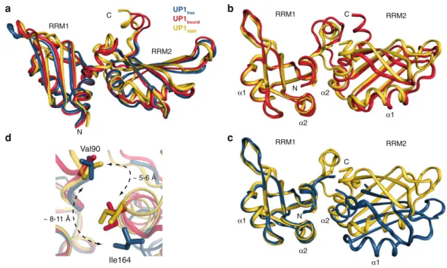 Fig. 5 Structural comparison of UP1 solution NMR structure with UP1 crystal structures