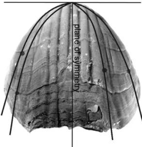 Fig. 6 Types of injuries found in the gypidulids from Aferdou El Mrakib, MoroccoFig. 5Measurement of the relative position of sublethal injuries