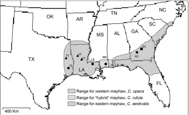 Fig. 1 Range map for western, Crataegus opaca, eastern, C. aestivalis, and “ hybrid ” , C