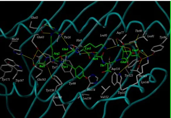 Fig. 11. Energy-minimized time-averaged MD model of complex 4a. The MHC protein backbone is displayed as a solid cyan tube, with peptide-inter- peptide-inter-acting side chains