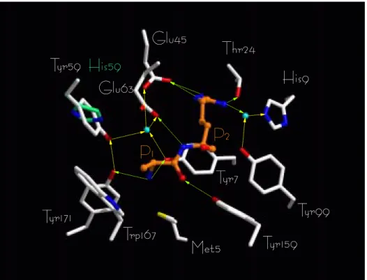 Fig. 6. Crystal structure of HLA-B*2705 [32]. The view is focused on MHC pocket A (Met 5 , Tyr 7 , Tyr 59 , Glu 63 , Tyr 159 , Trp 167 , Tyr 171 ) and pocket B (His 9 , Thr 24 , Glu 45 , Tyr 99 ) side chains interacting via H-bonds (direct H-bonds: green b