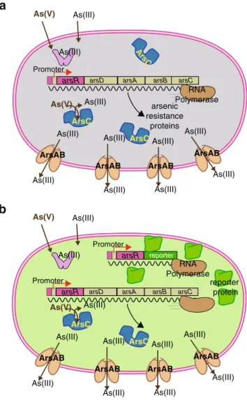 Fig. 1 Design principle of most bacteria sensor – reporters for arsenic.