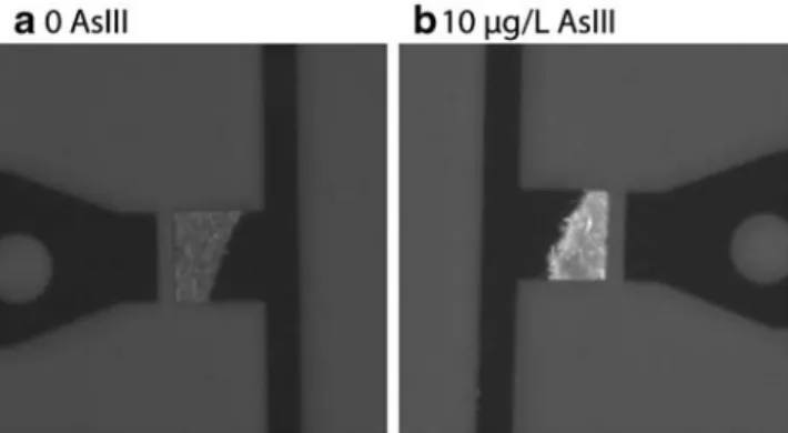 Fig. 3 Example of a microfluidics assay readout with sensor – reporter bacteria. Cells of E