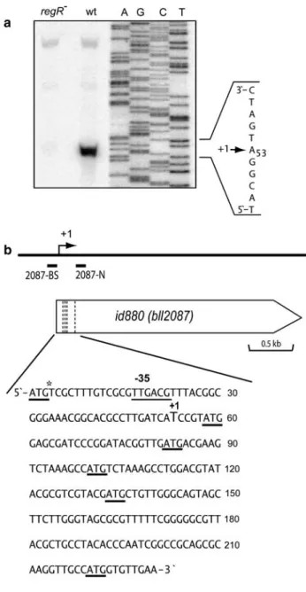 Fig. 2 Transcription analysis of the id880 gene. a, transcription start site determination by primer extension