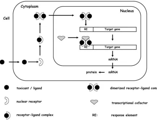 Fig. 1 Principles of nuclear re- re-ceptor-mediated gene  activa-tion
