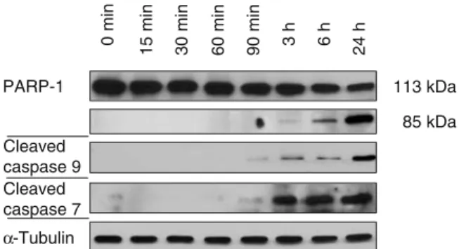Fig. 1 Western blot analysis of caspase-dependent cleavage of PARP-1 as well as activated caspase-7 and caspase-9 after MNNG-induced cell death