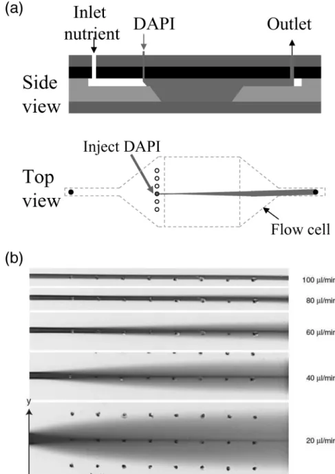 Fig. 3 Localized drug delivery to cells. (a) Schematic side- and top-view of the drug delivery