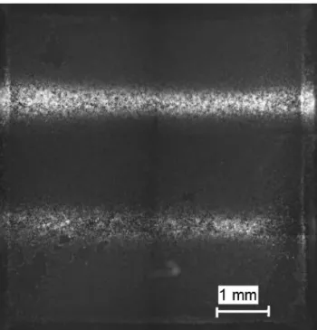 Fig. 4 Experimental validation of drug delivery using cardiomyocytes stained with the DNA stain DAPI