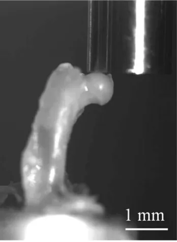 Fig. 2 A left femur of a C3H mouse positioned in the materials testing machine and loaded axially