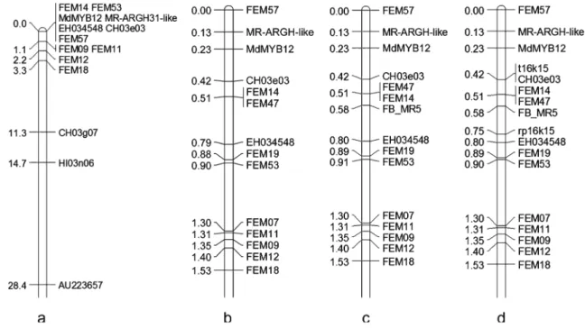 Fig. 1 Marker enriched tops of linkage group 3 of Malus×robusta 5. a Mapped markers on top of linkage group 3 of a subset of ‘ Idared ’ × MR5 population, n 0 92