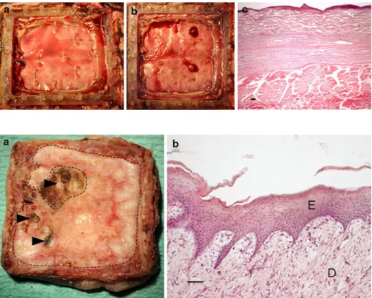 Fig. 6 Laboratory-grown skin substitute 3 weeks after transplantation. a Macroscopic view of the excised skin substitute