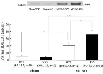 Fig. 1 Effect of ADAMTS13 gene deletion on plasma HMGB1 in mice after 30-min MCAO. The plasma HMGB1 protein was evaluated by western blot