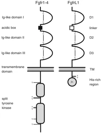 Fig. 2 Domain structure of the Fgf receptors and comparison with FgfrL1. All proteins have an extracellular part with three Ig-like domains (D1–D3), the first being separated from the second by a linker comprising many hydrophilic residues