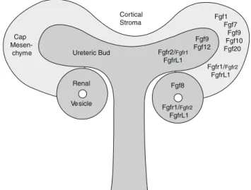 Fig. 3 Schematic diagram of a ureteric tip with locations of Fgf and Fgfr expression. A branching ureteric tip surrounded by cap mesenchyme is depicted