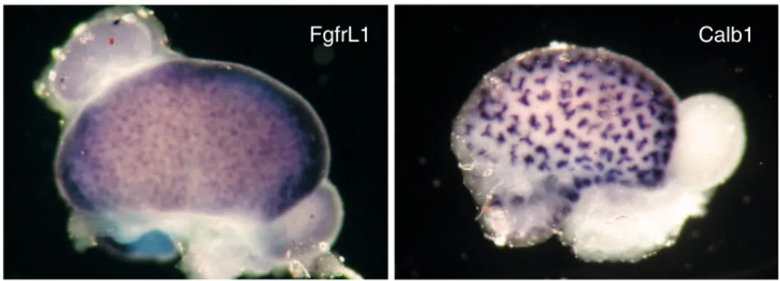 Fig. 4 Expression pattern of FgfrL1 in mouse kidneys. Distribution of the FgfrL1 mRNA is shown at E15.5 by whole mount in situ hybridization with a probe for mouse FgfrL1 (left) and mouse calbindin (control, right)