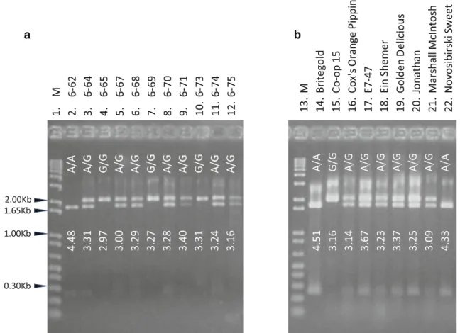 Fig. 5 Agarose gel analysis of marker CAPS 1455 . Bands of 2,013 bp correspond to allele CAPS 1455G , i.e