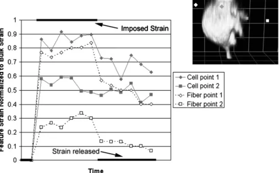 FIGURE 6. Non-affine deformation of a cell in a strained collagen matrix. GFP-actin transfected fibroblasts were placed in a collagen gel and viewed live under confocal microscopy