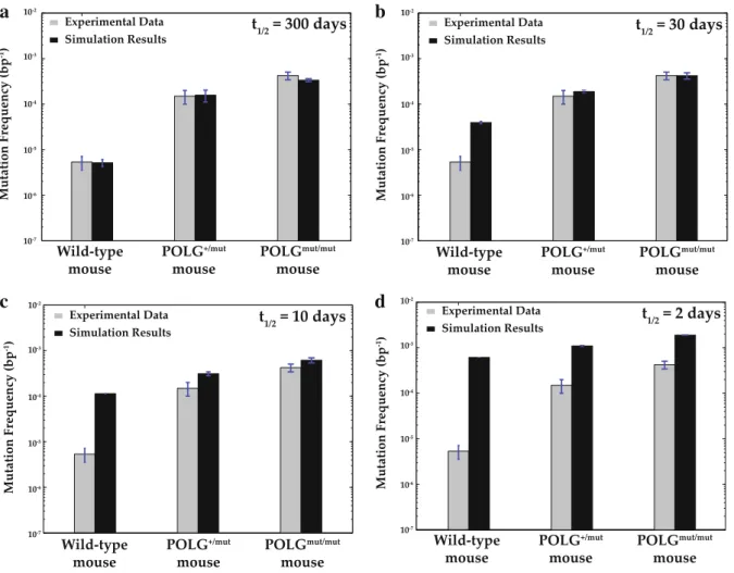 Fig. 1 Comparison of experimental data and simulations of point mutation frequency in wild-type and POLG mice (n = 10) (Vermulst et al
