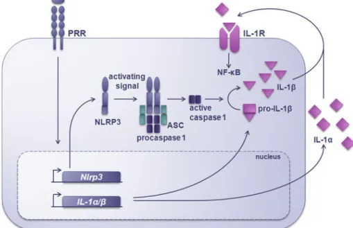 Fig. 1 The production of bioactive IL-1. Pattern recognition receptor