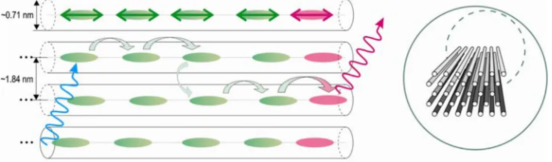 Fig. 3 Schematic overview of an artificial photonic antenna. Left the chromophores are embedded in the channels of the host