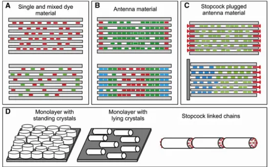 Fig. 6 Schematic representations of supramolecularly organized dye- dye-zeolite L composites