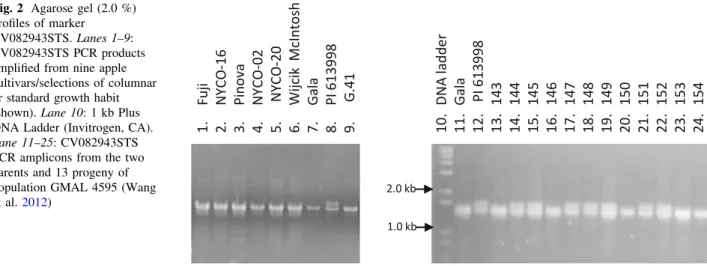 Fig. 3 Polyacrylamide gel profile of five SSR markers developed in the Co region. a C1753-3250