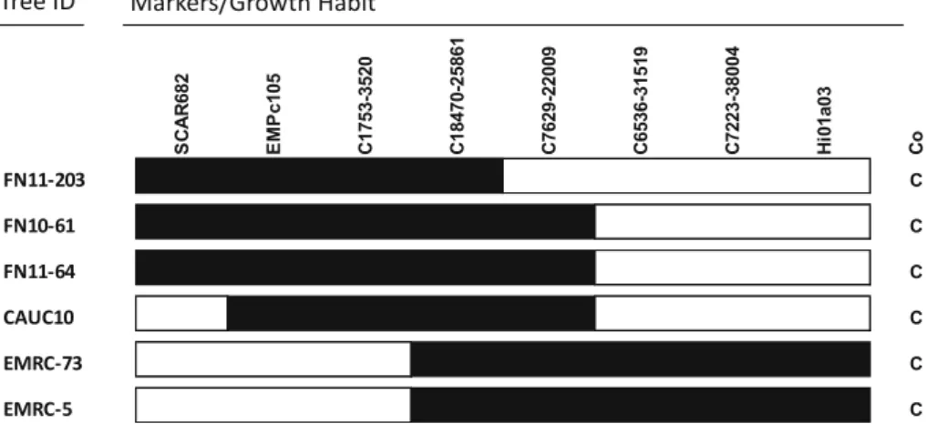 Fig. 4 Diagram of key recombinants in the Co region. The solid bars represent chromosomal segments linked in coupling phase to the Co allele conferring columnar growth habit from ‘Wijcik McIntosh’