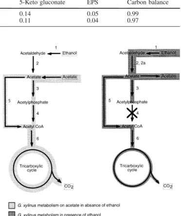 Fig. 4 Proposed pathways for ethanol metabolism in G. xylinus during exponential growth phase and during ethanol oxidation into acetate