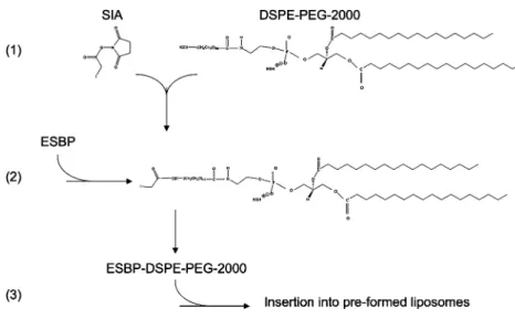 Fig. 1 Synthesis of ESBP-lipo- ESBP-lipo-somes. DSPE-PEG-2000 was first activated with succinimidyl iodoacetic acid (SIA) (1)