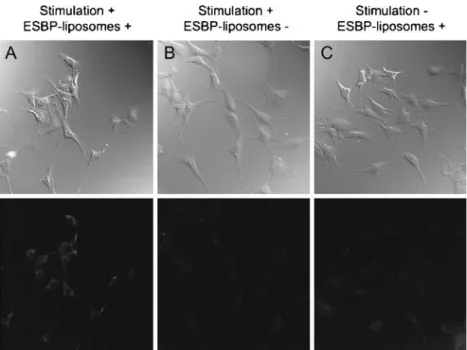 Fig. 3 Intravital microscopy. Low background signal was observed on intravital microscopy (a and d)