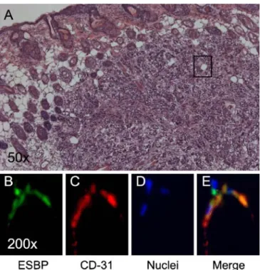 Fig. 4 In vivo micro-CT imaging. Determination of the blood half- half-lives of the compounds