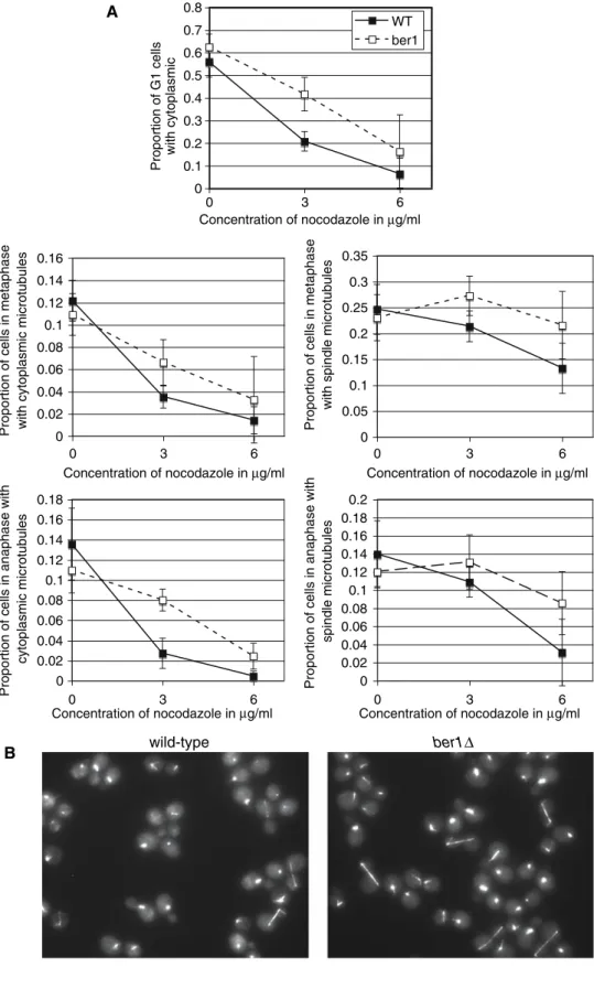 Fig. 6 Microtubules are resis- resis-tant to nocodazole in the ber1 mutant. WT and ber1 mutant  strains expressing Tub1-GFP  were observed