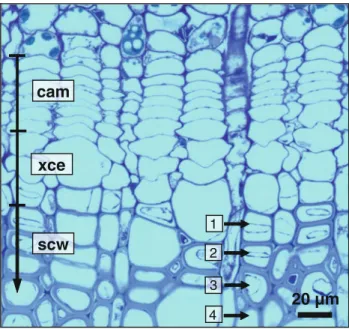 Fig. 1 Transverse stem section in September with active cambium (cam), differentiating xylem cells undergoing cell enlargement (xce) and secondary cell wall formation (scw)