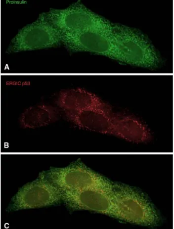 Table 3 Morphometric evaluation of the Golgi apparatus in CHO Ins2 cells