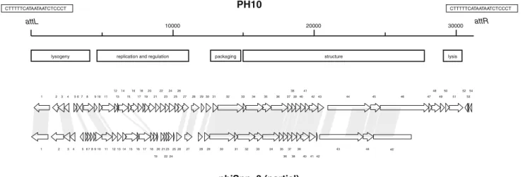Fig. 2 Genomic organization of S. oralis bacteriophage PH10 and comparison with S. pneumoniae prophage phiSpn_3