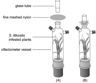 Fig. 1 System used to give female C. marginiventris prior experience (A) Vessel containing two Spodoptera infested maize plants (B) Full system operational (Drawing : T