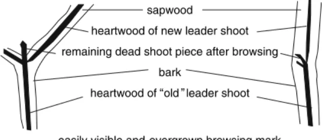 Fig. 1 Schematic diagram of vertically split sapling stems that can be used to determine past shoot browsing events