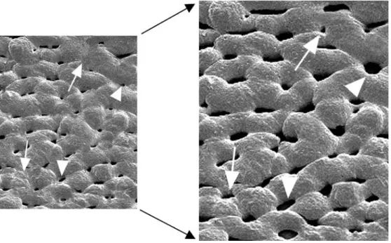 Fig. 4 Digital representation of intussusceptive microvascular growth. The capillary plexus expands by the insertion of new pillars (arrows) and by the  en-largement of existing ones  (ar-rowheads)