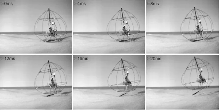 Fig. 11 Take-off sequence. The take-off velocity of 3.47 m/s is reached in 18 ms (see accompanying video 1)