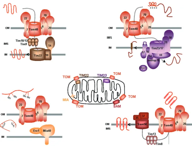 Figure 3. Overview of mitochondrial translocases. Different types of precursors and their targeting characteristics are indicated together with the model of TOM