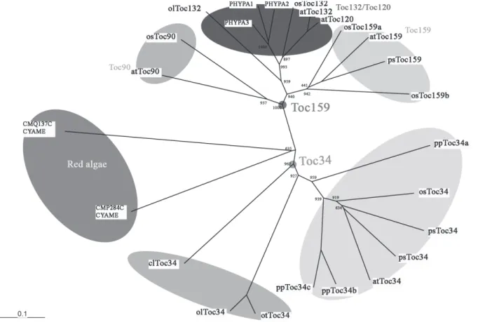 Figure 2. Unrooted phylogenetic tree of the Toc159/Toc34 families in chloroplasts. A multiple sequence alignment of members of the Toc159 and Toc64 family was performed by ClustalX v