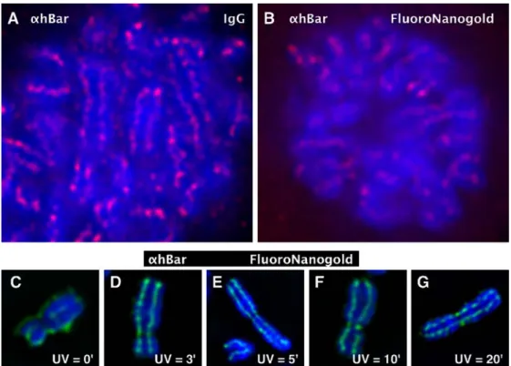 Fig. 3 Comparison of staining properties of conventional  fluo-rescent IgG and  FluoroNano-gold ABs