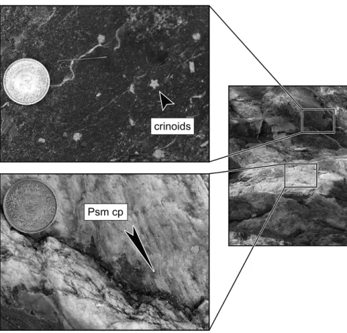 Fig. 6.  Photograph showing pseudomorphs after  carpholite, together with almost undeformed  cri-noids in the Forca slice of the Peidener  schup-penzone (sub-Penninic sediments; Val Luzzone,  717'364/160'358, 1860 m)