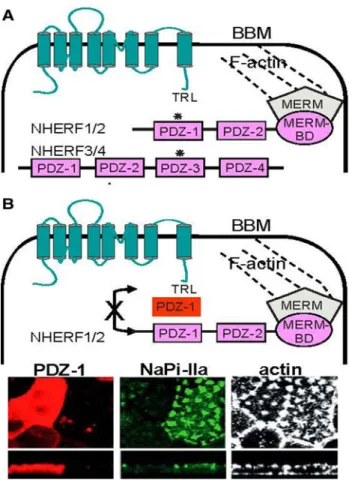 Fig. 1 NaPi-IIa interacts with the four members of the NHERF1 fam- fam-ily. Schematic representation of NaPi-IIa and the four members of the NHERF family located on the brush border membrane (BBM) of renal epithelial cells (a): the interacting PDZ-domains 