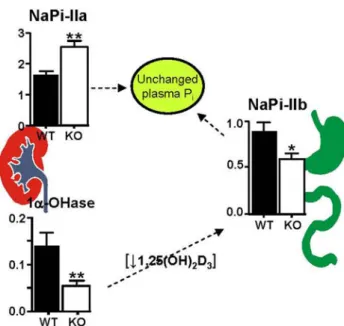 Fig. 3 Expression of Na/Pi-cotransporters in the absence of GABA- GABA-RAP. GABARAP deWcient mice (KO) shows an increased expression of NaPi-IIa in renal BBM and a reduced expression of NaPi-IIb in BBM from ileum as compared with wild type mice (WT)