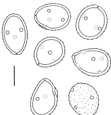 Fig. 17 Uromyces lotononidicola (type), urediniospores. Scale bar=15 μm