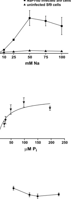 Fig. 4. Solubilization of NaPi-IIb from Sf9 cells. Sf9 cells infected with NaPi-IIb were collected by centrifugation (1000 · g, 10 min, 4C), resuspended in 10 m M H EPES -NaOH, pH 7.6 without (buﬀer) or with 1% (w/v) detergents n-decyl-b- D -maltopyranosid
